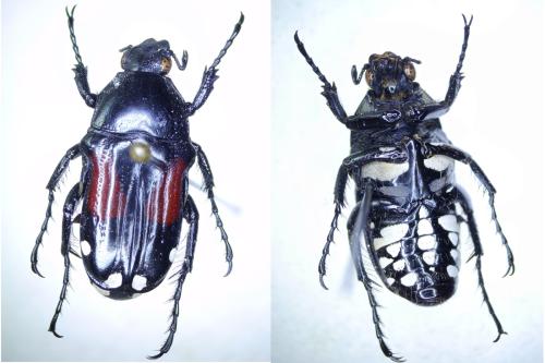 Réf. 304 116 : Pygora ornata